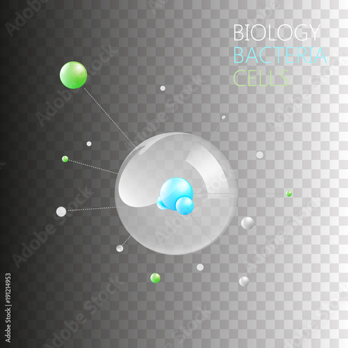 Biology Bacteria Cells