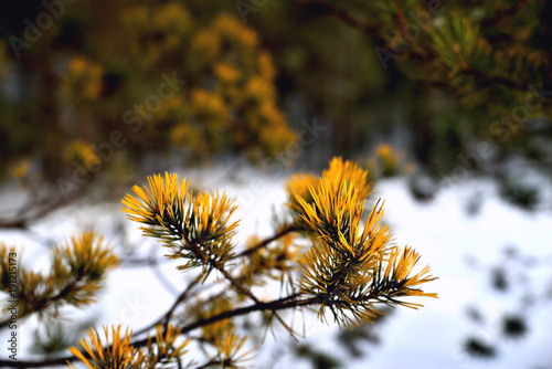 Yellow fir branch on the background of a blurred forest
