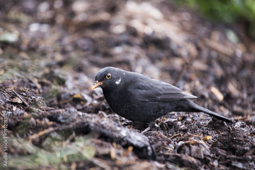 Obraz premium Blackbird (Turdus Merula)