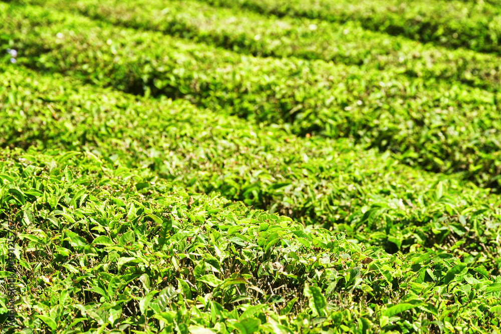 Bright green rows of bushes on tea plantation Bright green rows of bushes on tea plantation