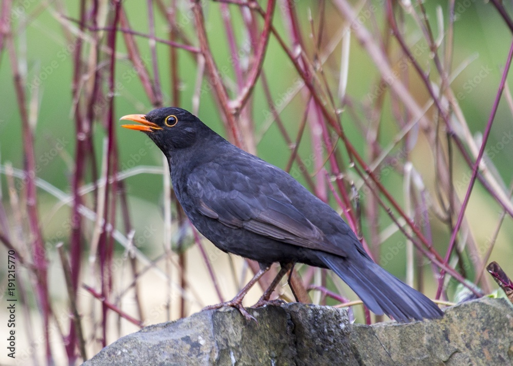 Blackbird (Turdus Merula) Blackbird (Turdus Merula)