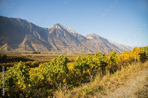 Vignes en automne de Fully et Charrat en Valais  Suisse