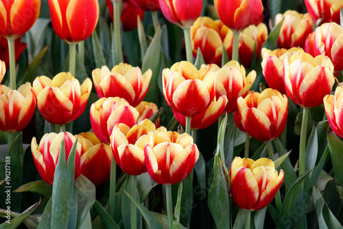 Colorful tulip in the garden.