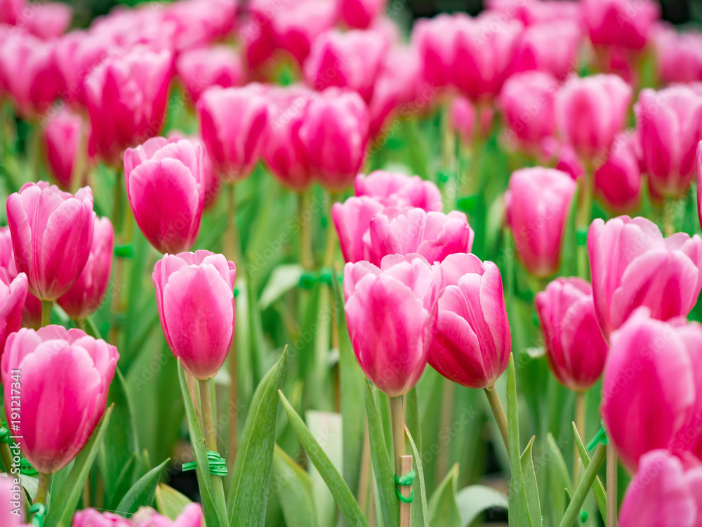 Colorful Tulip in the garden