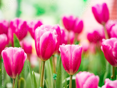 Colorful Tulip in the garden