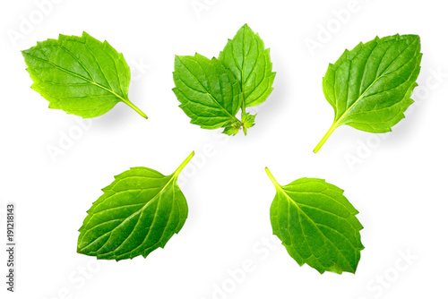 fresh herb, green peppermint isolated on white