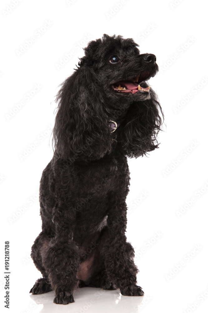 side view of a happy poodle looking up side view of a happy poodle looking up