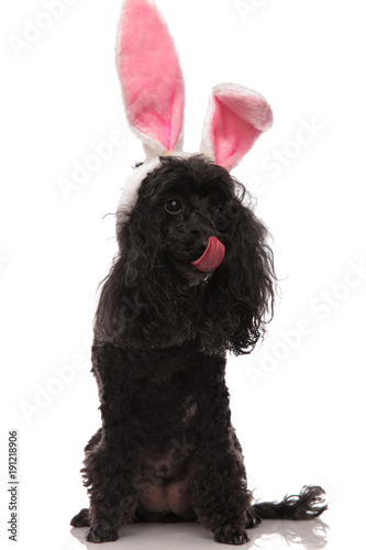 black poodle wearing easter bunny ears locks its nose photo