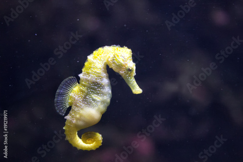 Sea Horse (Hippocampus hippocampus) photo