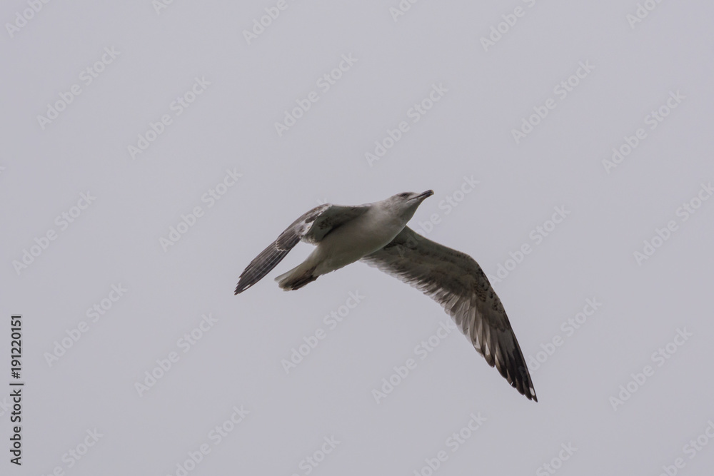 Obraz premium Fliegende Möwe am Himmel 
