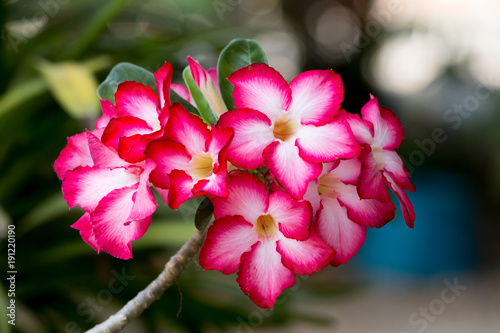 desert rose flower.