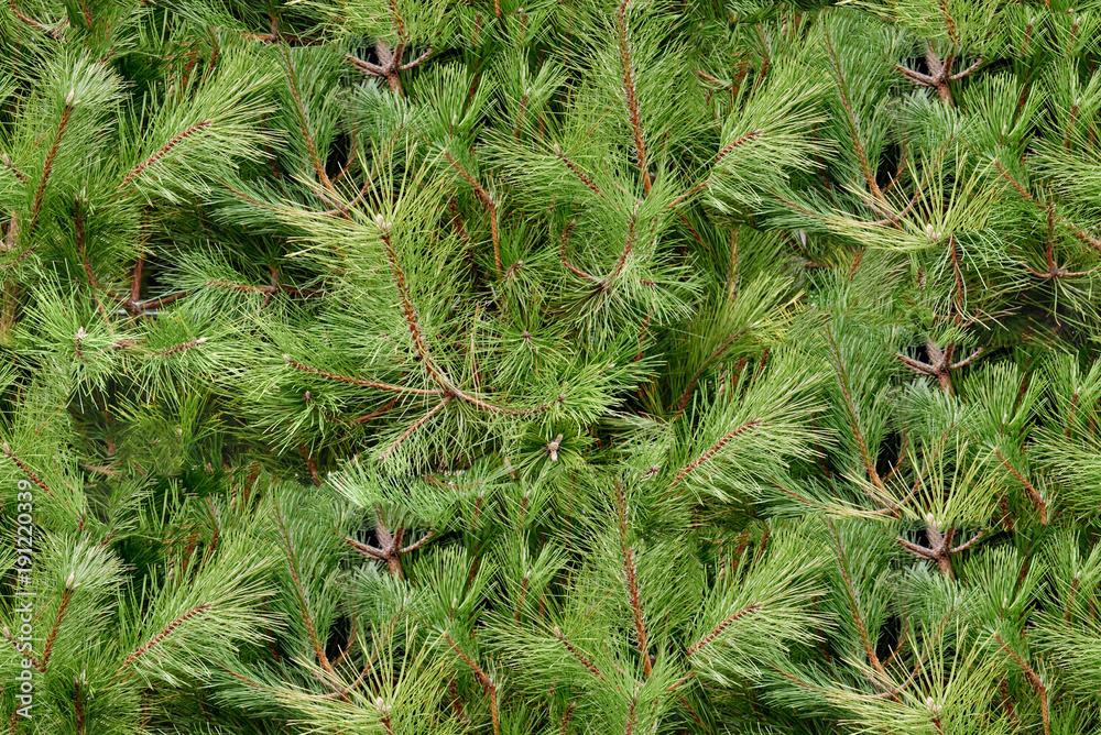 Evergreen christmas tree Stock Photo | Adobe Stock
