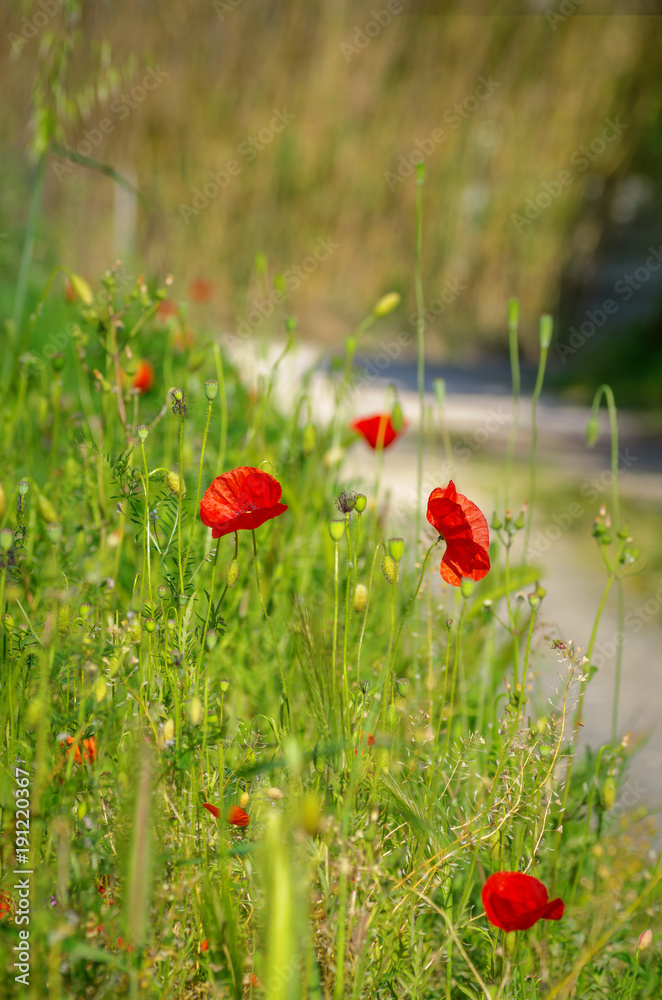 Fototapeta premium Red poppies.