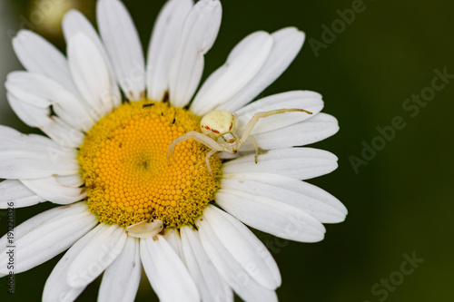 Daisy close-up with white colored spider