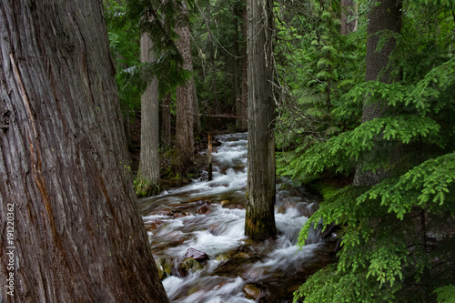 Mountain Stream in the Forest in Glacier National Park in Montana