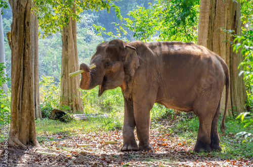 Photography Old asian elephant in Thailand wild forest