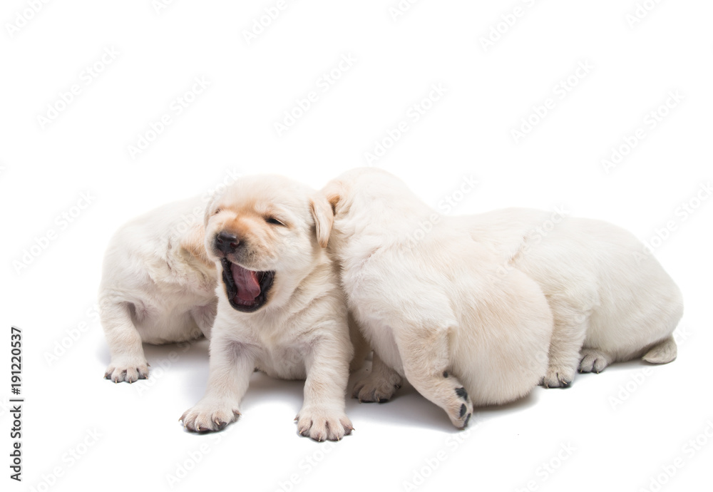 Obraz premium puppies labrador isolated