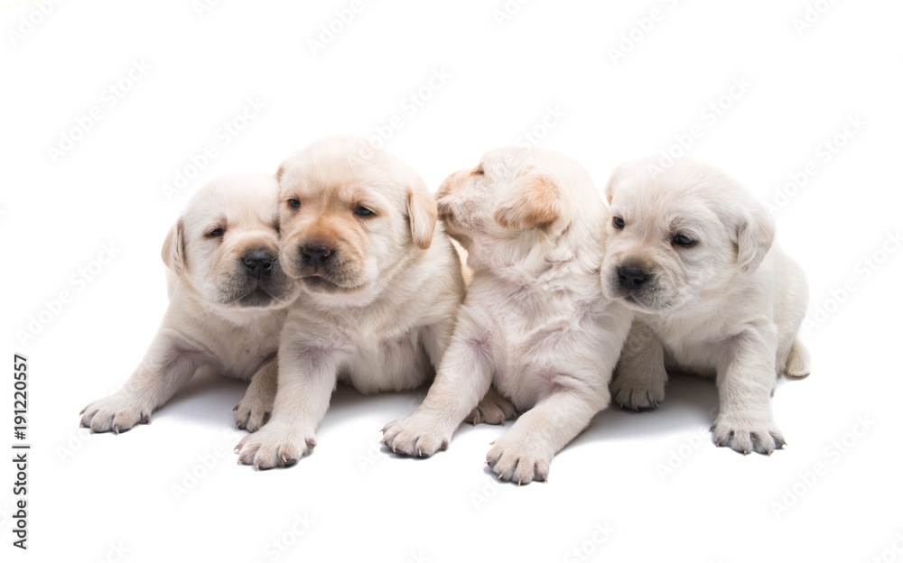 Obraz premium puppies labrador isolated