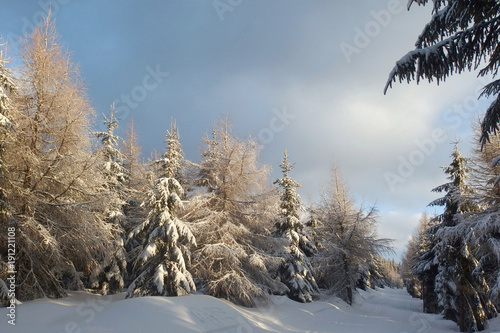Zimowy las w G  rach izerskich - trasy narciarskie  Polska