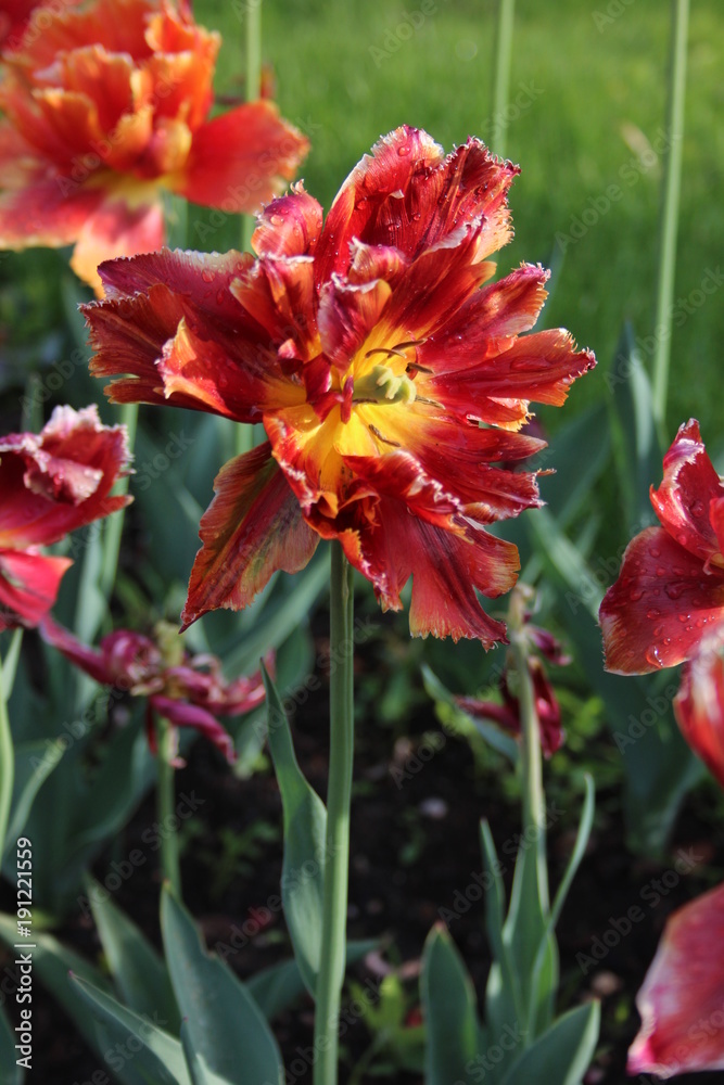 Tulip shaggy Tulip shaggy