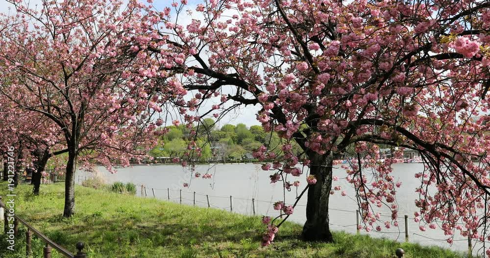Spring cherry trees in full bloom during Hanami along Shinobazu Pond in Ueno Park, a park near Ueno Station, central Tokyo. Ueno Park is considered the best spot in Tokyo for cherry blossoms.