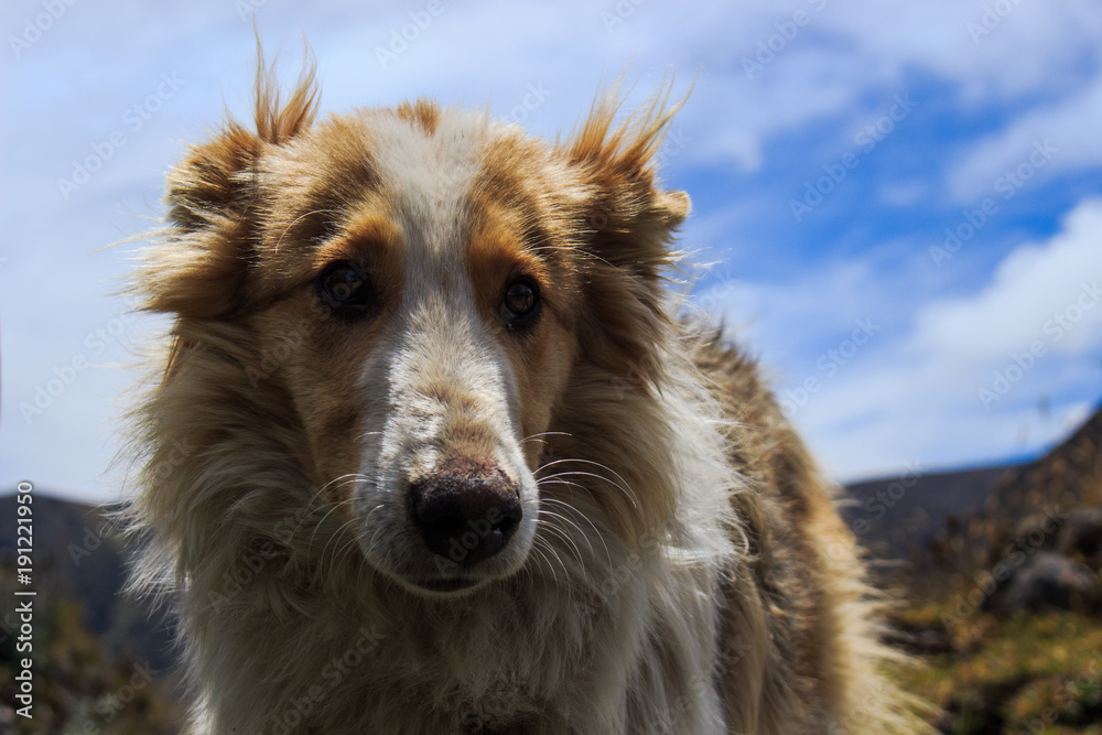 Perro de caza Perro de caza