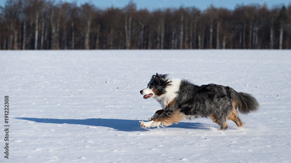 Hund Australian Shepherd rennt im Schnee vor einem Wald Hund Australian Shepherd rennt im Schnee vor einem Wald