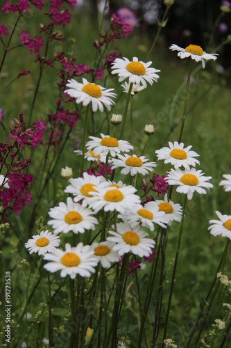 Wildflowers