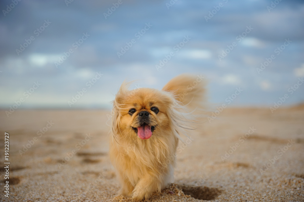 Pekingese dog walking on beach with blue sky and clouds Pekingese dog walking on beach with blue sky and clouds