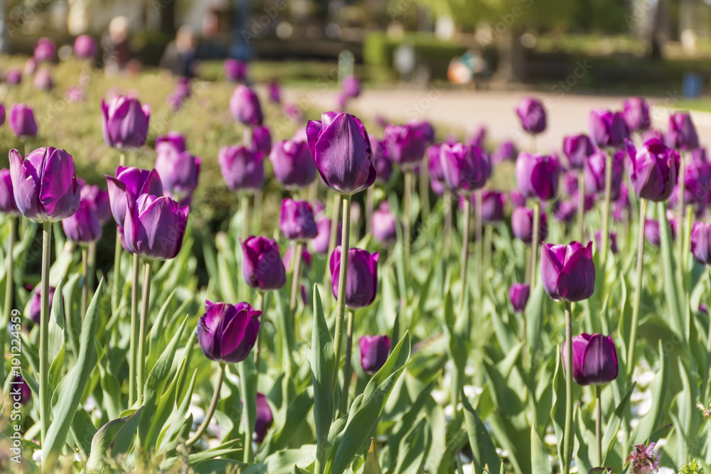 beautiful purple tulips in a spring blooming garden beautiful purple tulips in a spring blooming garden