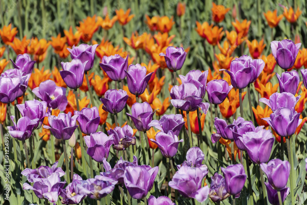 beautiful purple tulips in a spring blooming garden beautiful purple tulips in a spring blooming garden