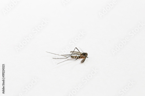 one mosquitoe death on white background with copy space