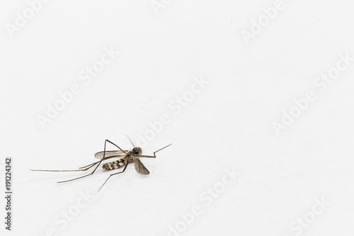 one mosquitoe death on white background with copy space