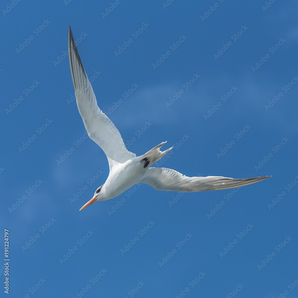 Royal tern, Thalasseus maximus, flying in blue sky in Guadeloupe
Royal tern, Thalasseus maximus, flying in blue sky in Guadeloupe