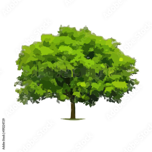 Vector Illustration of Tree
