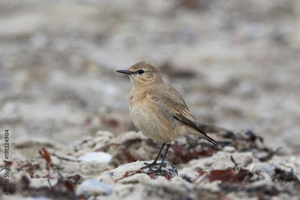 Isabelline wheatear (Oenanthe isabellina) Isabelline wheatear (Oenanthe isabellina)