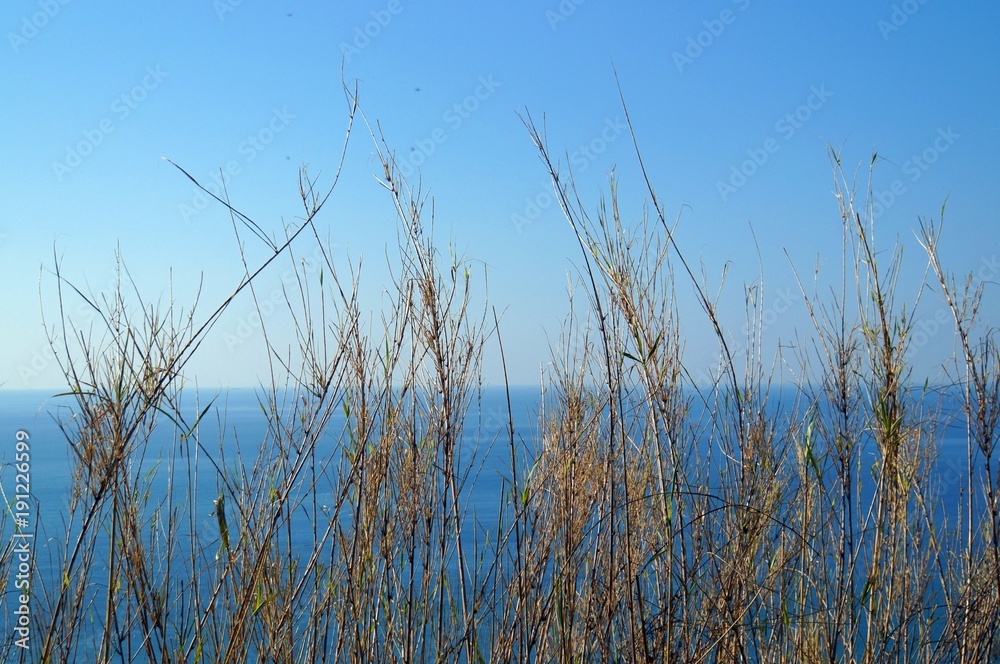 Fototapeta premium Plant against blue sky and sea