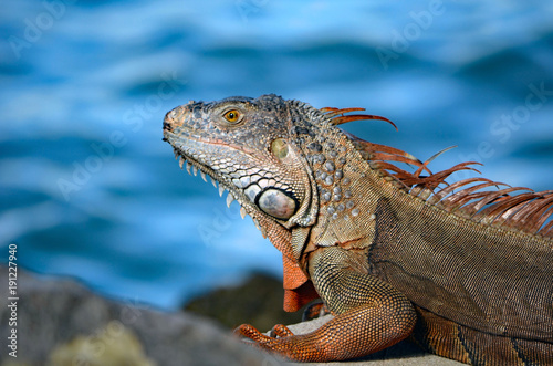 Closeup of a green iguana sunning itself on the shores of the florida intra-coastal waterway in Miami Beach.