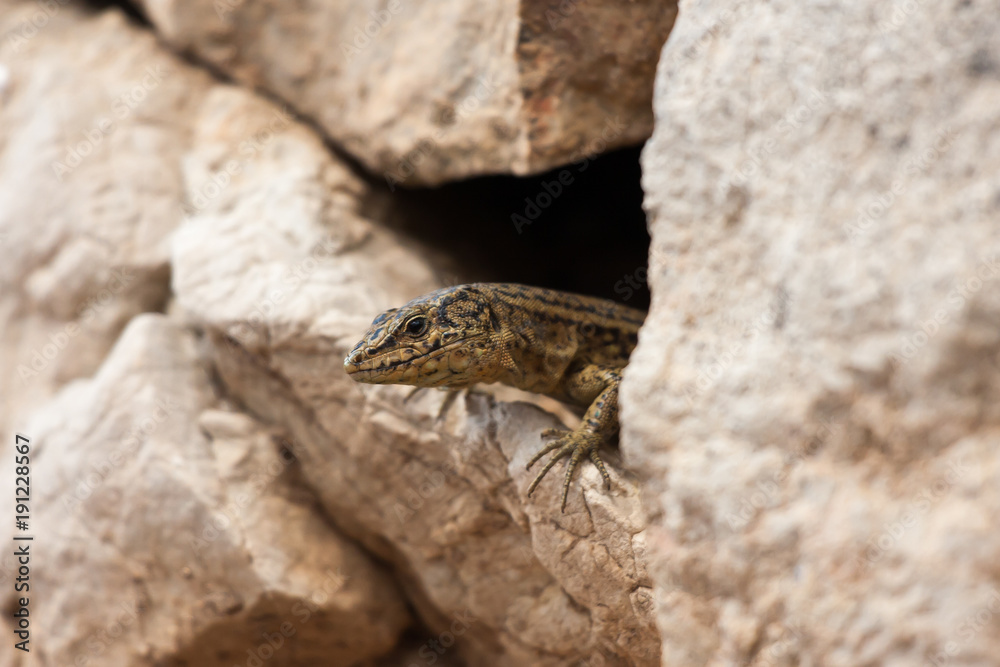 Nahaufnahme der Sa Dragonera-Eidechse Nahaufnahme der Sa Dragonera-Eidechse