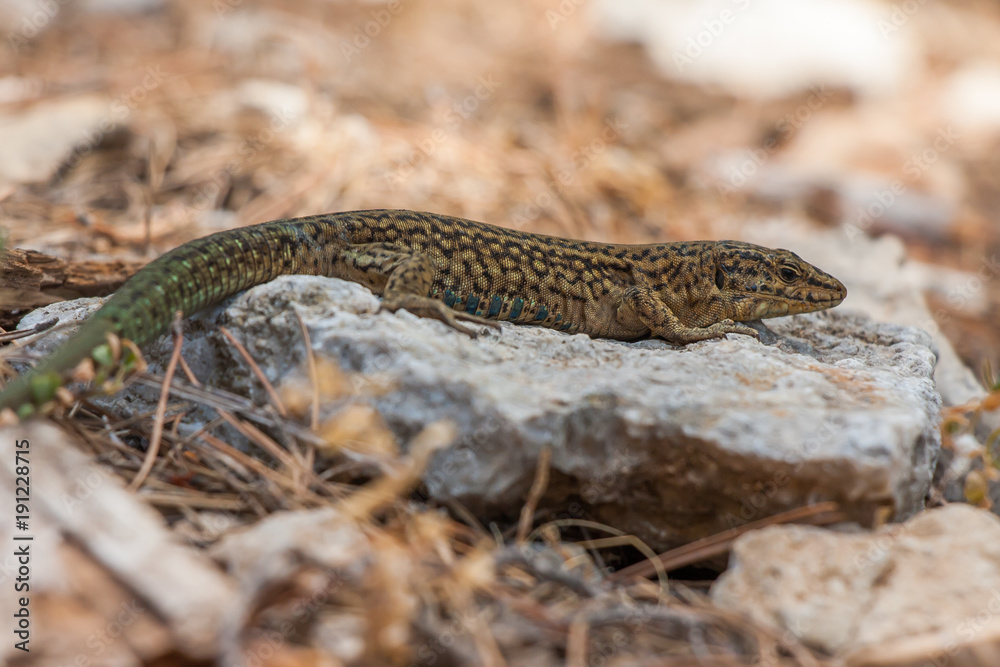 Naklejka premium Nahaufnahme der Sa Dragonera-Eidechse