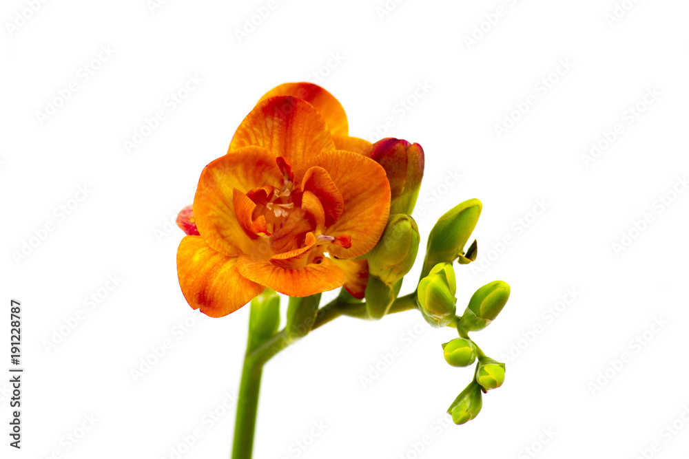 Blooming Freesia. Isolated on white background. Blooming Freesia. Isolated on white background.