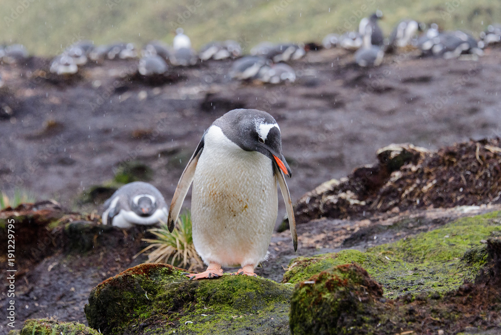 Fototapeta premium Wet gentoo penguine in green grass in rainy weather