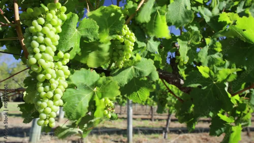 Details of white grapes on vine in Margaret River known as wine region in Western Australia. Margaret River is known for its many wineries. Details of white grapes on vine in Margaret River known as wine region in Western Australia. Margaret River is known for its many wineries.
