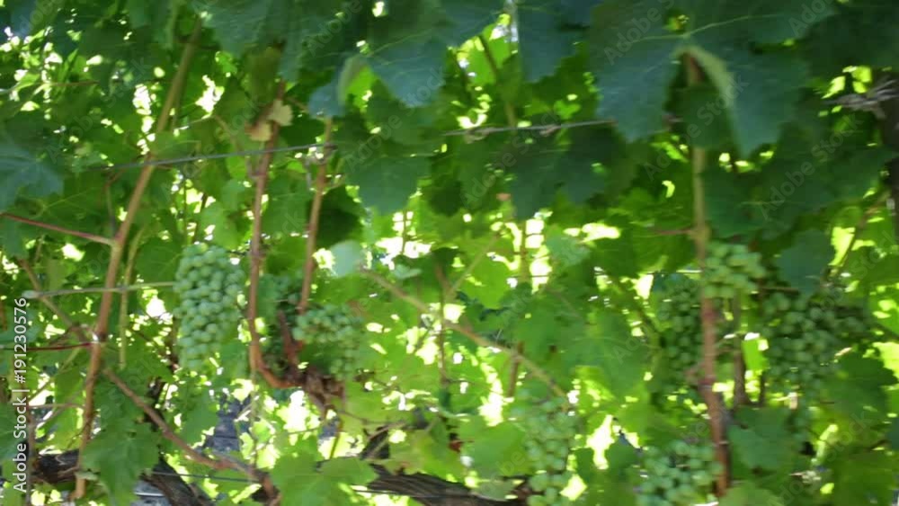 Vidéo Stock Closeup of white grapes on vine in Margaret River known as