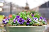 seedlings in pots, spring flowers, flowers in greenhouses
