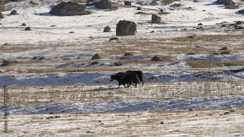 Yak in the mountains in winter photo