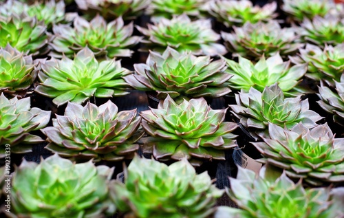 seedlings of garden and potted flowers in pots  greenhouses