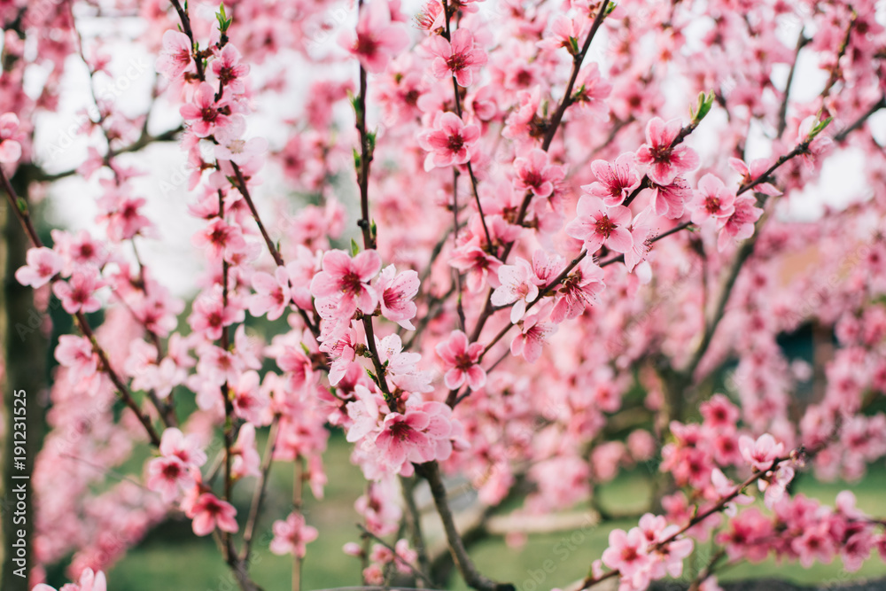 Spring flower background. Beautiful garden pink flowers. Cherry blossom. Spring flower background. Beautiful garden pink flowers. Cherry blossom.