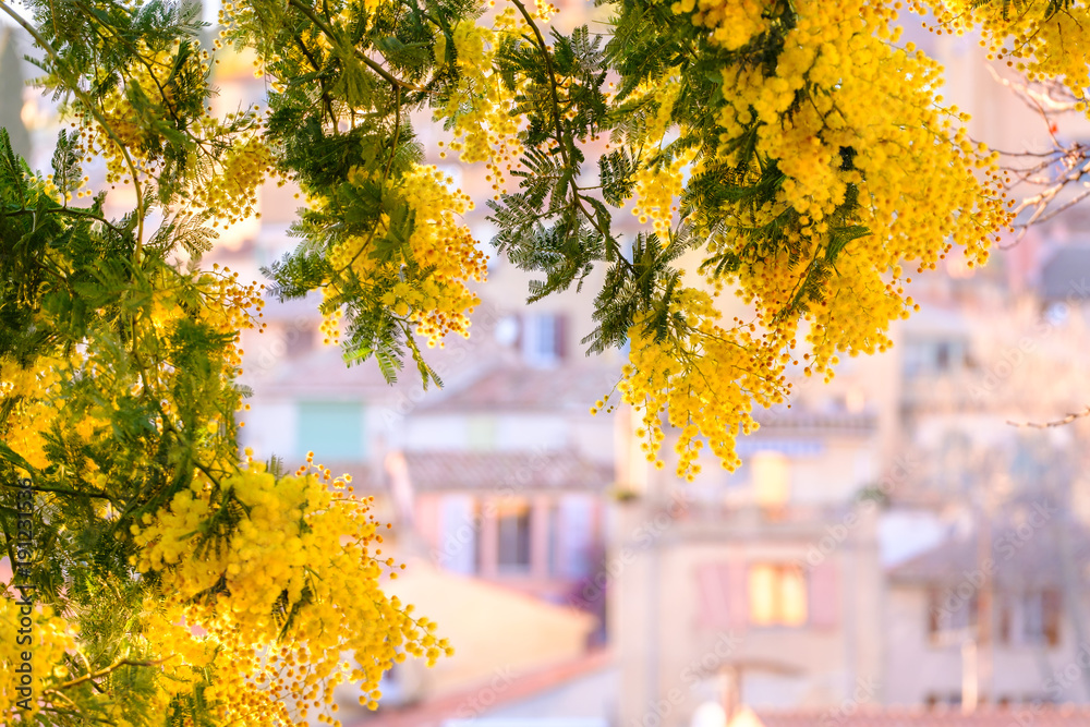 Branches de mimosas en fleurs, les silhouettes floues des maisons en arrière-plan. Sud de France.