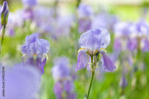 Fototapeta Naklejka Na Ścianę i Meble -  fresh violet irises lit by the sun